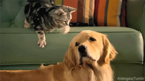 Best Pet Insurance in Singapore (2026)—Compare Plans, Costs & Coverage