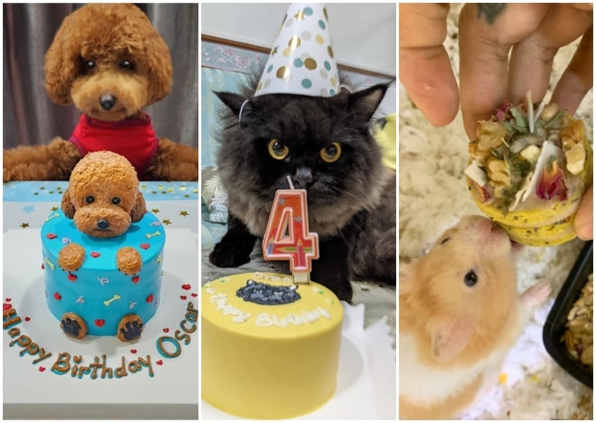 6 Best Pet Birthday Cakes in Singapore For Dogs, Cats, Hamsters And More