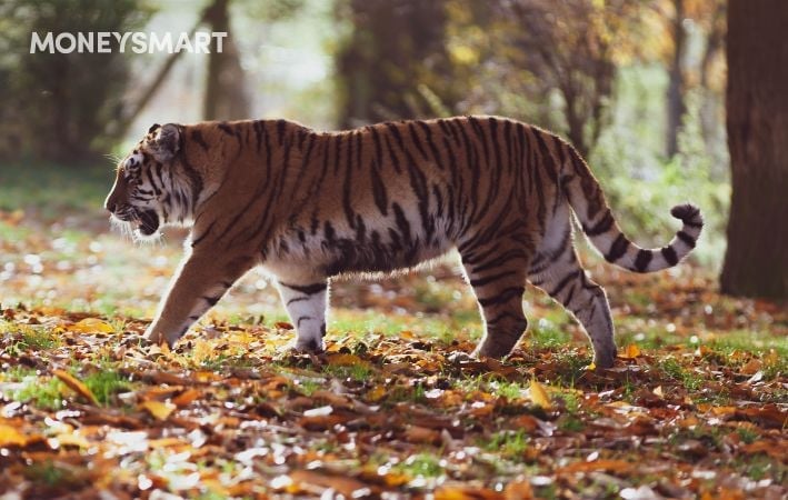 Tiger Brokers Fees & Review (2022): Is Tiger Brokers Safe?